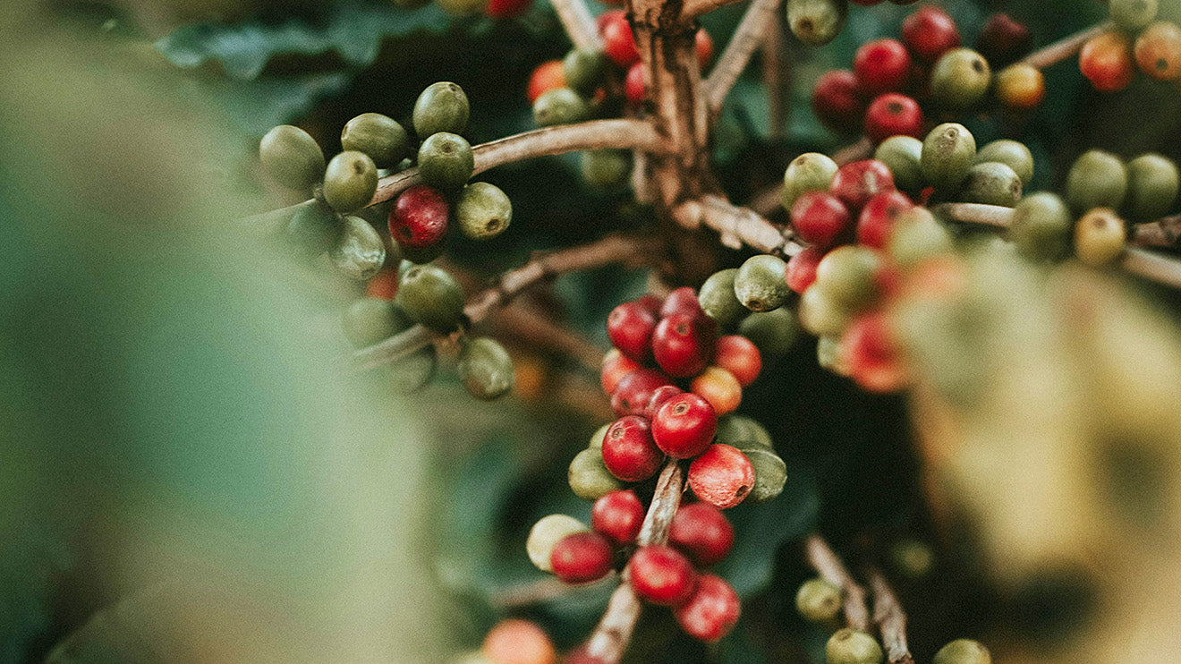 Pianta di caffè Arabica